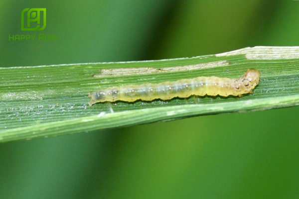 Công dụng Thuốc trừ sâu LEDAN 95SP hiệu Xóa Rầy