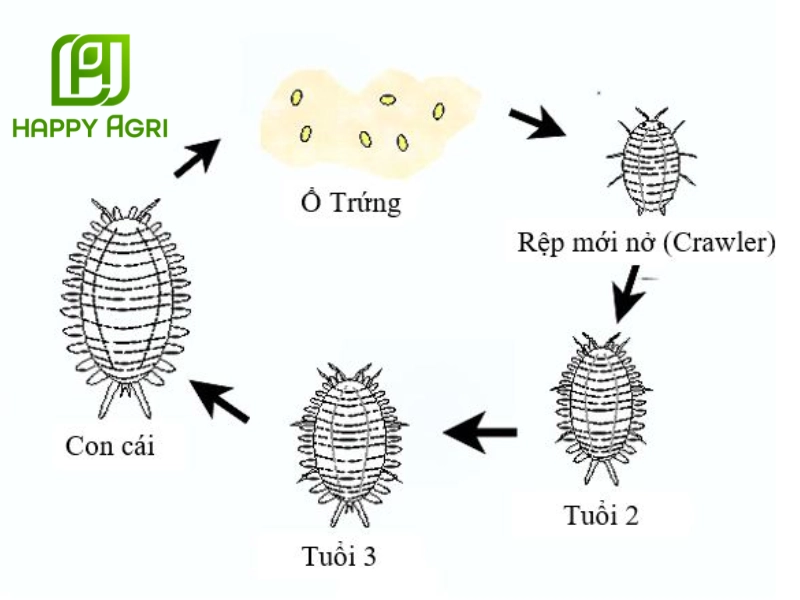 Vòng đời của rệp sáp hại thanh long