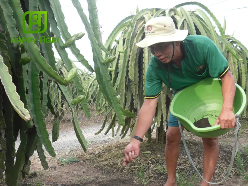 kỹ thuật trồng thanh long