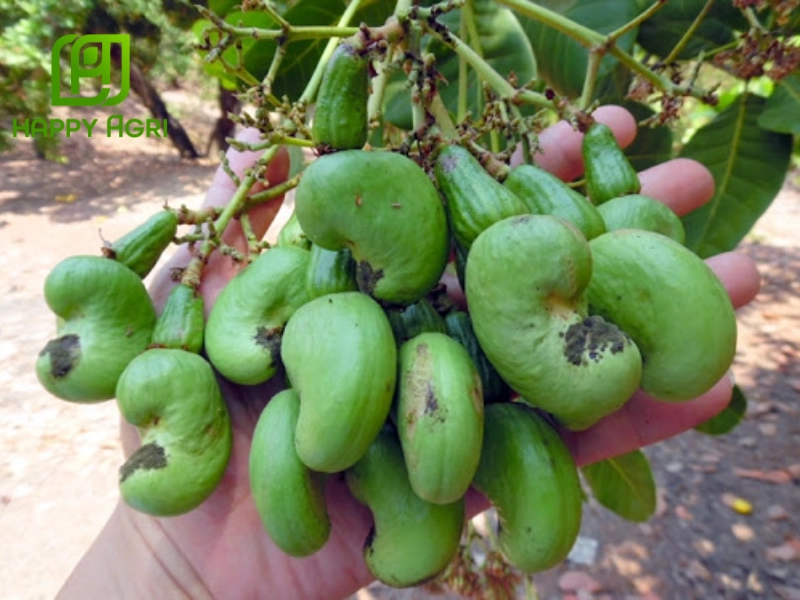 Tác hại nghiêm trọng đến năng suất và chất lượng hạt điều