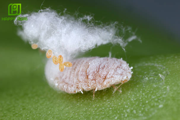 Những thắc mắc thường gặp (FAQ)