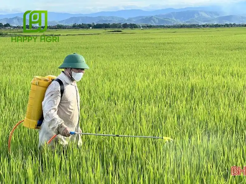 Lựa chọn các giống lúa có khả năng chống chịu tốt với các loại sâu bệnh hại lúa phổ biến