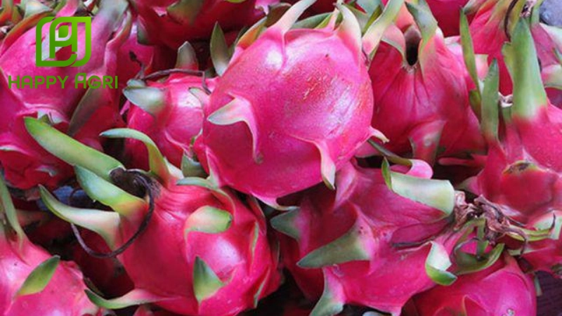 Tăng cường sức đề kháng cho cây thanh long bằng dinh dưỡng tối ưu từ Happy Agri