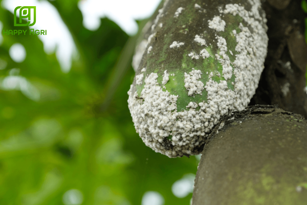 Tìm hiểu về "kẻ giấu mặt" rệp sáp (Pseudococcidae)