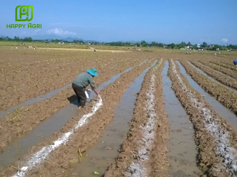 loại phân bón nào dùng bón thúc là chính