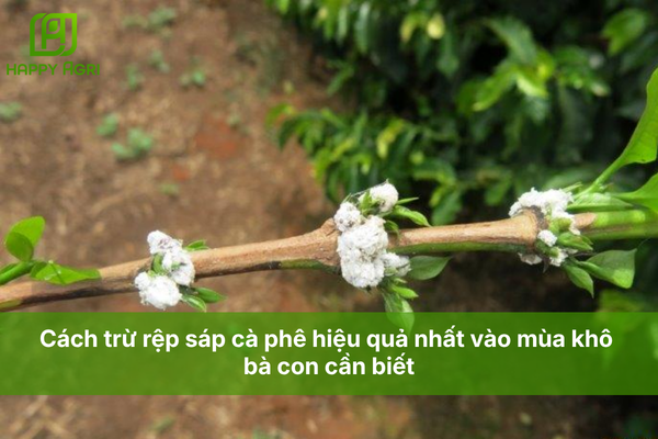 Cách trừ rệp sáp cà phê hiệu quả nhất vào mùa khô bà con cần biết