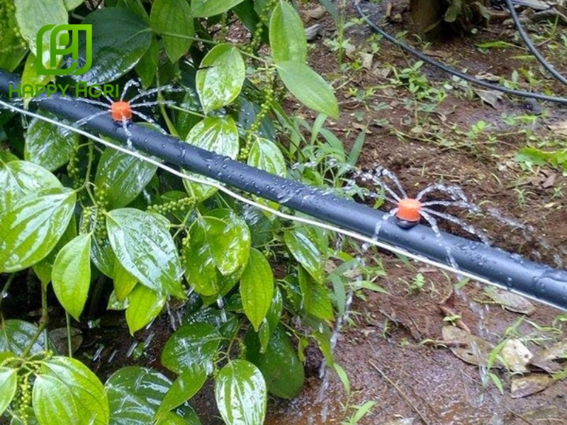 Cây tiêu yêu cầu độ ẩm đất ổn định