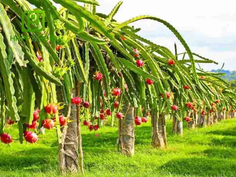 kỹ thuật trồng thanh long