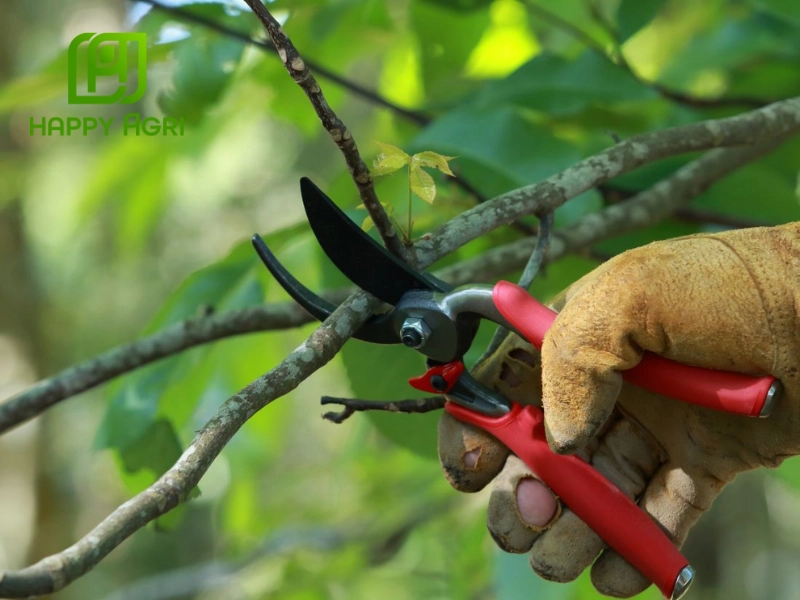 Vệ sinh vườn và cắt tỉa cành tạo điều kiện cho cây phục hồi nhanh chóng và khỏe mạnh