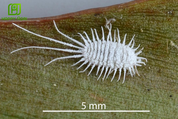 Tổng quan về hệ thống phân loại rệp sáp