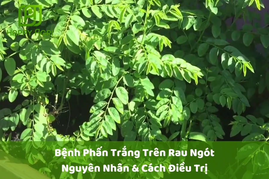 # Bệnh Phấn Trắng Trên Rau Ngót: Nguyên Nhân & Cách Điều Trị