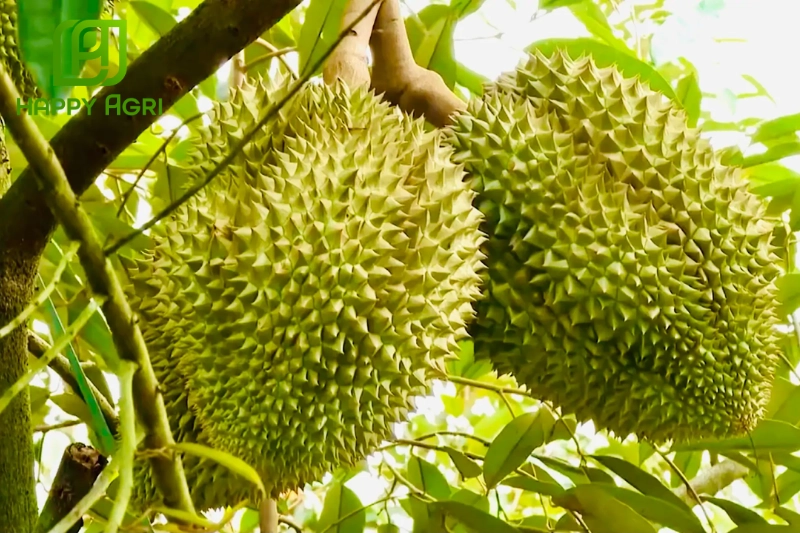 Sử dụng thuốc trừ sâu an toàn sầu riêng giúp đáp ứng các tiêu chí khắt khe và nâng cao giá trị thương hiệu nông sản