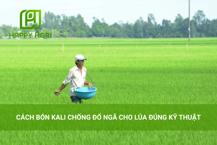 Cách Bón Kali Chống Đổ Ngã Cho Lúa Đúng Kỹ Thuật