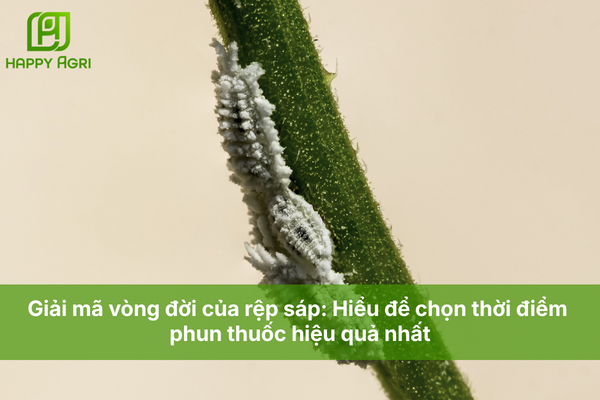 Giải mã vòng đời của rệp sáp: Hiểu để chọn thời điểm phun thuốc hiệu quả nhất.