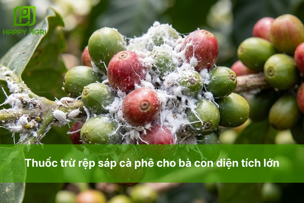 Thuốc trừ rệp sáp cà phê cho bà con diện tích lớn