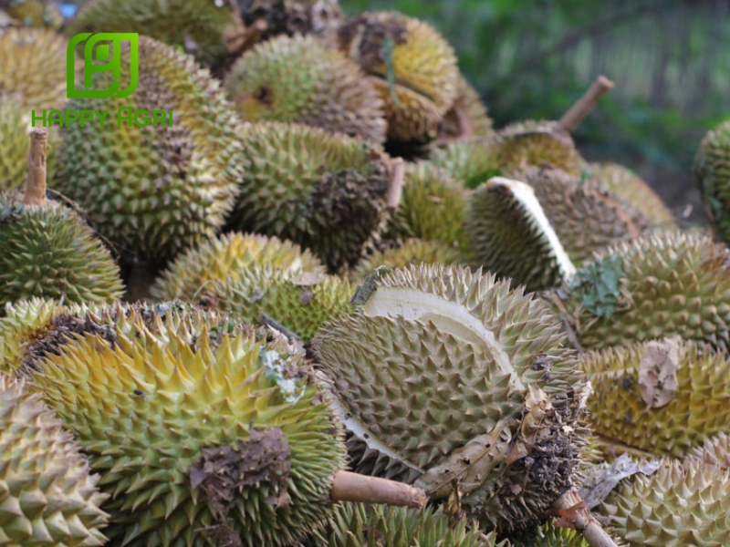 Thối trái do nấm bệnh hoặc vi khuẩn phát triển trong điều kiện môi trường ẩm ướt