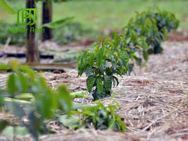 tưới cà phê mùa khô