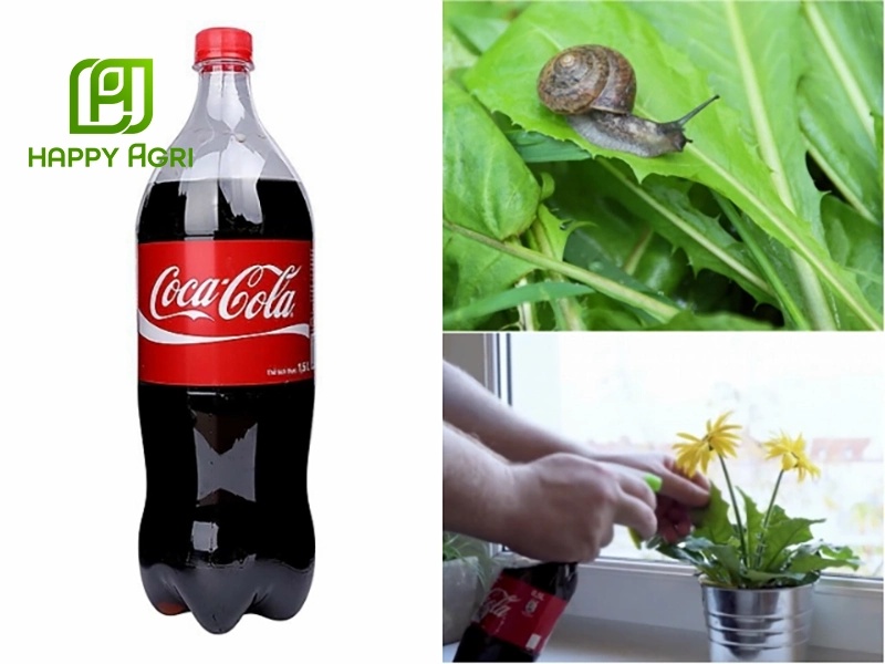 coca cola làm thuốc trừ sâu
