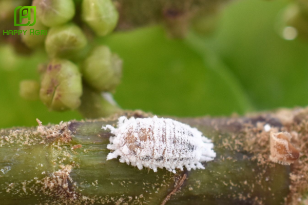 Rệp sáp cà phê là gì?