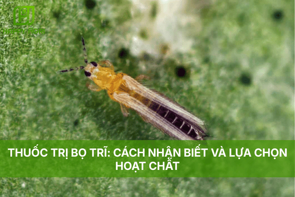 THUỐC TRỊ BỌ TRĨ: CÁCH NHẬN BIẾT VÀ LỰA CHỌN HOẠT CHẤT