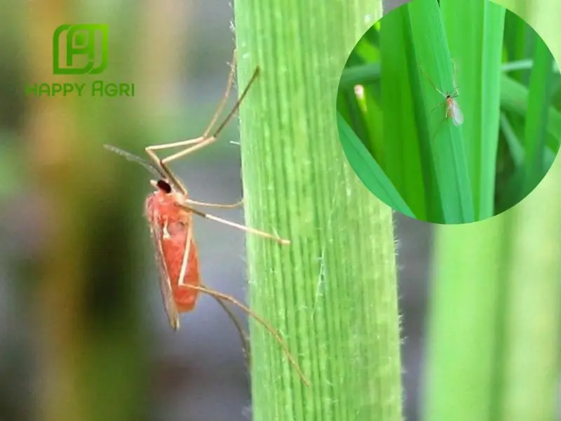 muỗi hành hại lúa