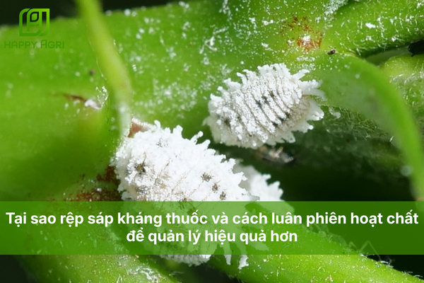 Tại sao rệp sáp kháng thuốc và cách luân phiên hoạt chất để quản lý hiệu quả hơn