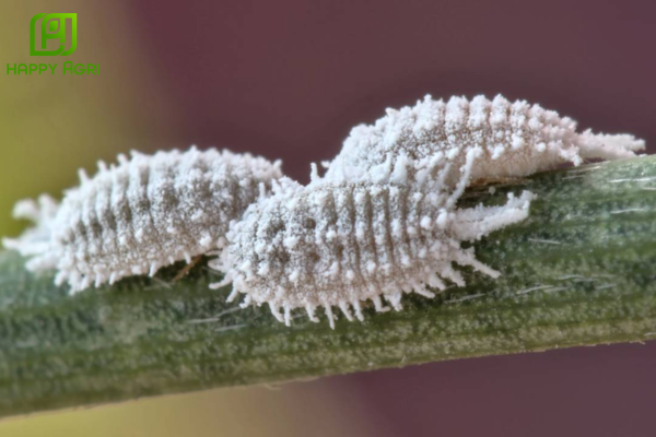 Tìm hiểu về rệp sáp cà phê và cơ chế gây hại