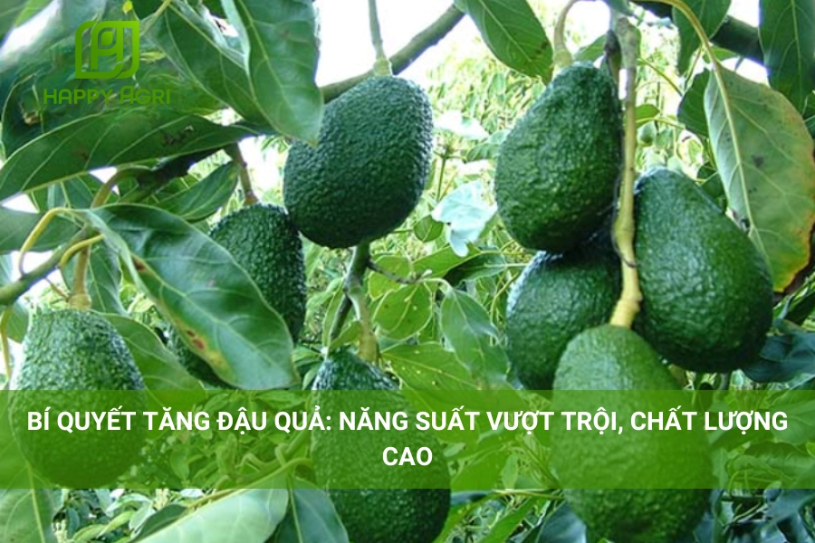 Bí Quyết Tăng Đậu Quả: Năng Suất Vượt Trội, Chất Lượng Cao