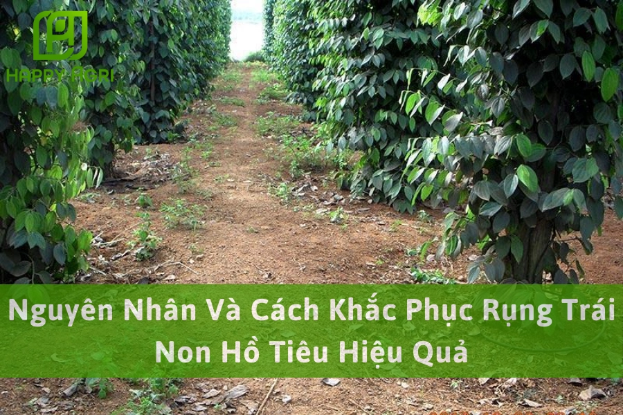 Nguyên Nhân Và Cách Khắc Phục Rụng Trái Non Hồ Tiêu Hiệu Quả