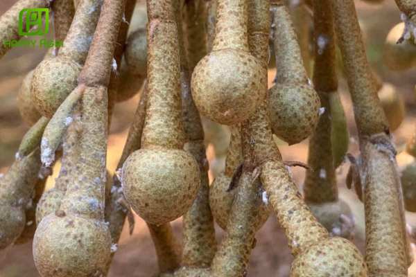 Rệp sáp ở giai đoạn xổ nhụy: Cực kỳ nhạy cảm