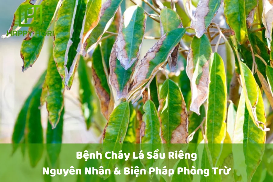 Bệnh Cháy Lá Sầu Riêng: Nguyên Nhân & Biện Pháp Phòng Trừ