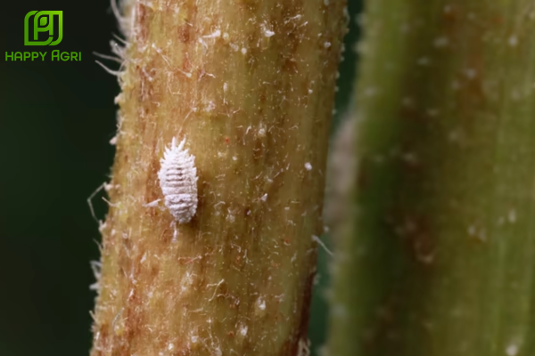 Hiểm họa từ rệp sáp và liên minh "Rệp - Kiến" trên cây cà phê