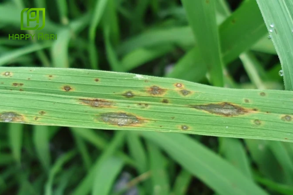 Công dụng Thuốc trừ bệnh VALIVITHACO 5SC