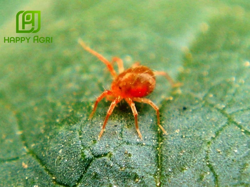 Nhện đỏ hại sầu riêng
