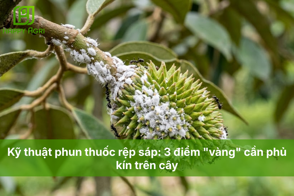 Kỹ thuật phun thuốc rệp sáp: 3 điểm "vàng" cần phủ kín trên cây