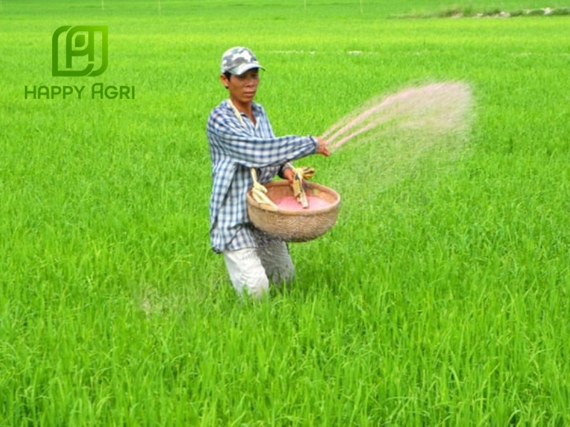 Kỹ thuật bón kali chống đổ ngã cho lúa