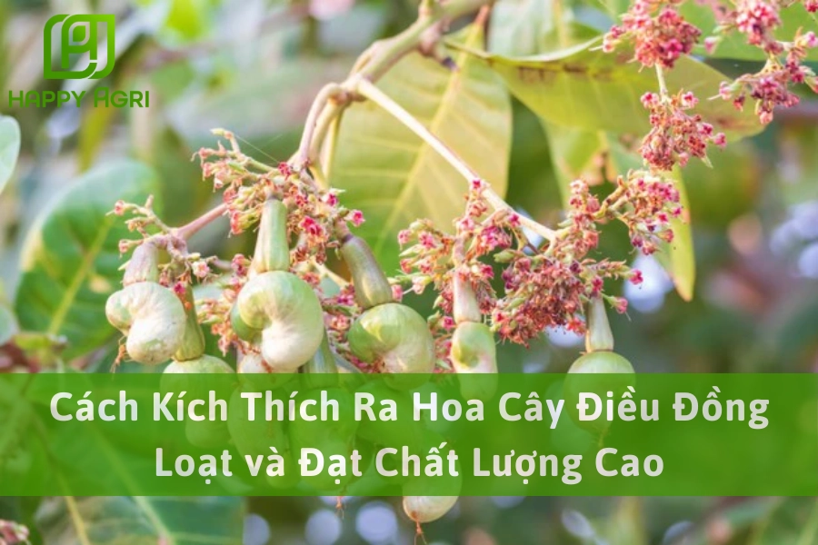 Cách Kích Thích Ra Hoa Cây Điều Đồng Loạt và Đạt Chất Lượng Cao