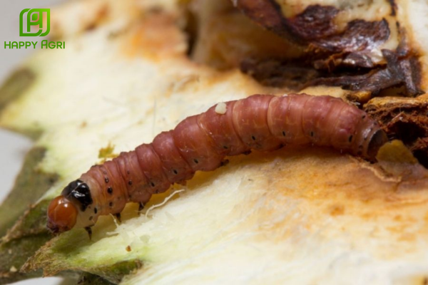 Công dụng của Thuốc trừ sâu RICE NP 47SC Hiệu SAUDUC