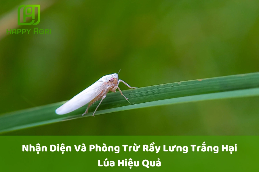 Dấu Hiệu Nhận Biết Và Phòng Trừ Rầy Lưng Trắng Hại Lúa Hiệu Quả