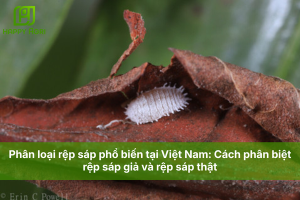 Phân loại rệp sáp phổ biến tại Việt Nam: Cách phân biệt rệp sáp giả và rệp sáp thật