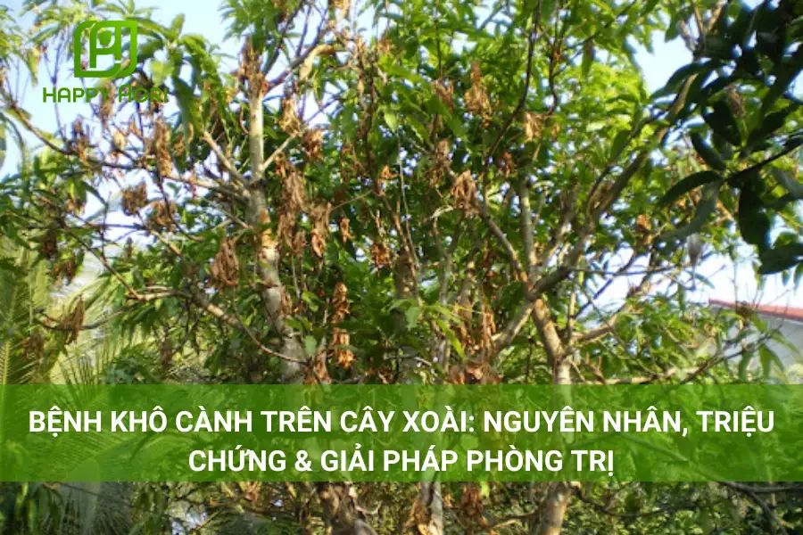 Bệnh Khô Cành Trên Cây Xoài: Nguyên Nhân, Triệu Chứng & Giải Pháp Phòng Trị