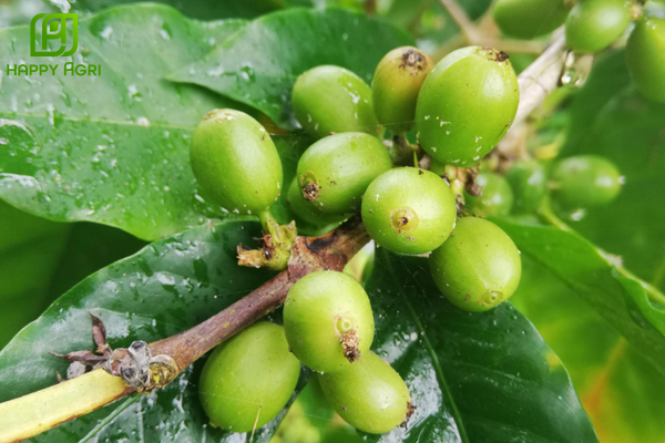 Câu hỏi thường gặp