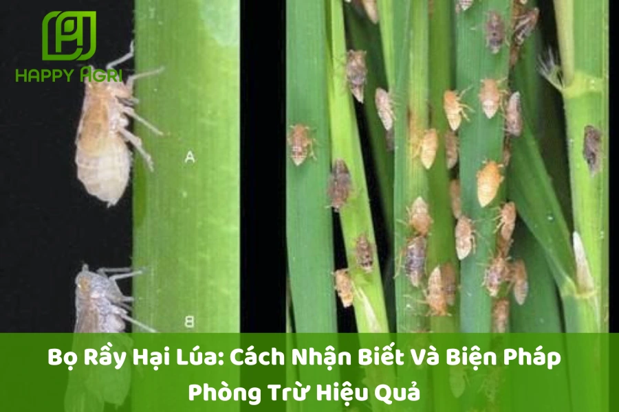 Bọ Rầy Hại Lúa: Cách Nhận Biết Và Biện Pháp Phòng Trừ Hiệu Quả