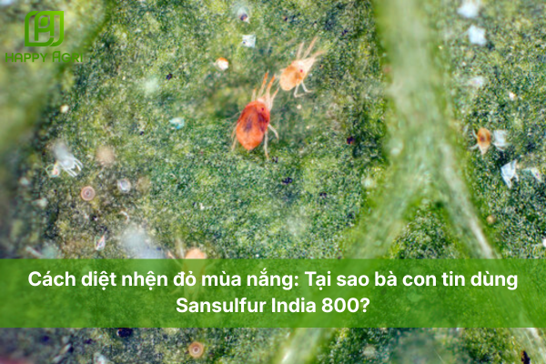 Cách diệt nhện đỏ mùa nắng: Tại sao bà con tin dùng Sansulfur India 800?