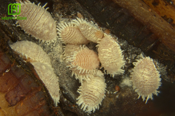 Những thắc mắc thường gặp (FAQ)