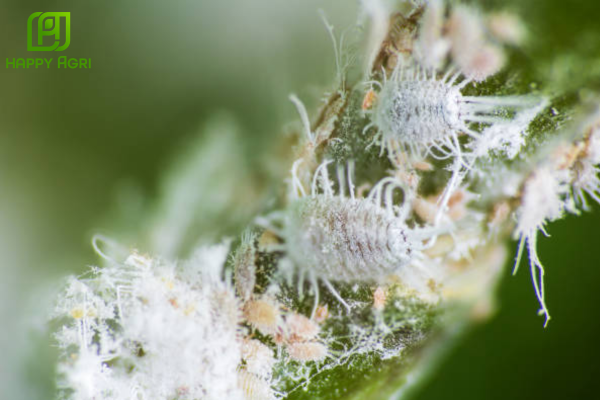 Bước 2: Diệt kiến và rệp sáp rễ - Phá vỡ cộng sinh