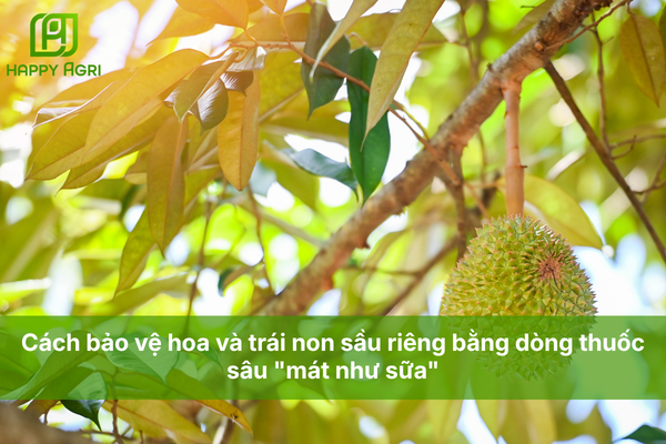 Cách bảo vệ hoa và trái non sầu riêng bằng dòng thuốc sâu "mát như sữa"
