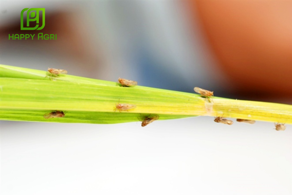 Công dụng Thuốc trừ sâu MIKHADA 45ME