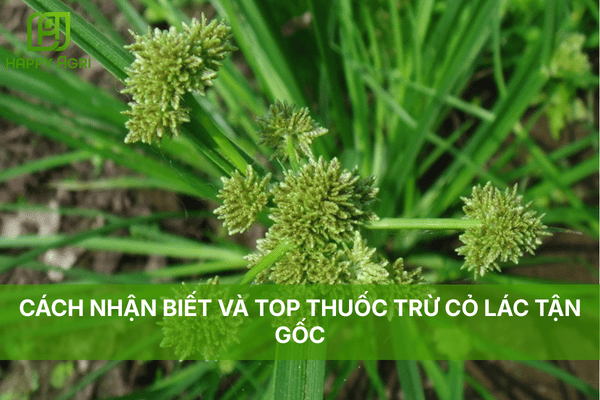 CÁCH NHẬN BIẾT VÀ TOP THUỐC TRỪ CỎ LÁC TẬN GỐC