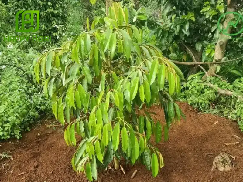 cách chăm sóc sầu riêng 1 năm tuổi